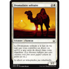 Dromadaire solitaire / Solitary Camel