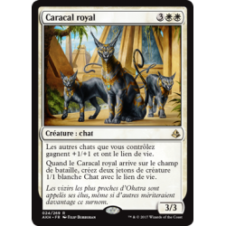 Caracal royal / Regal Caracal