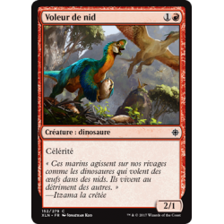 Voleur de nid / Nest Robber